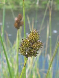 Carex spp.